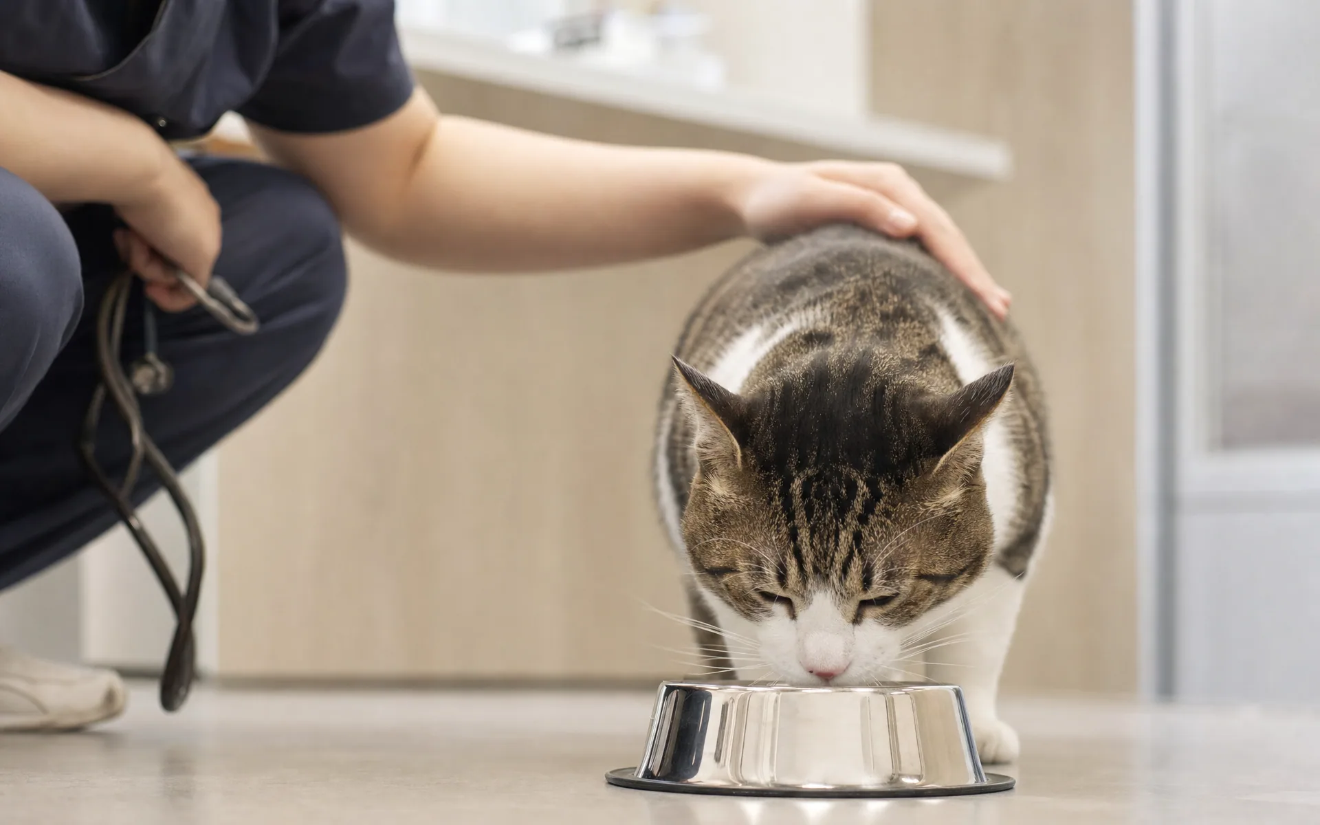 물그릇 앞의 고양이